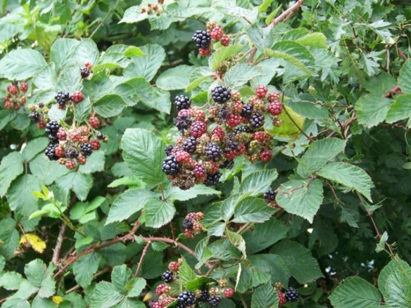 blackberry plant