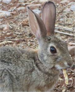 Desert cottontail enjoys mesquite pods. Image by Ghost32Writer. See http://ghost32writer.com/?p=11909 for more photos.
