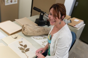Jennifer Ackerfield, Herbarium Curator in the Biology Department, shows off specimens in the CSU collection. May 12, 2015. Image via J. Ackerfield.